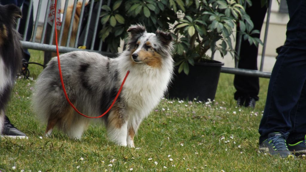 Névy De la foret des reves bleus