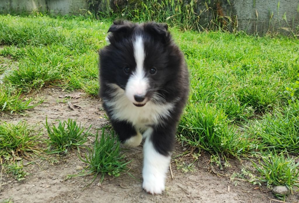 Des Patounes D'Aur - Chiot disponible  - Shetland Sheepdog