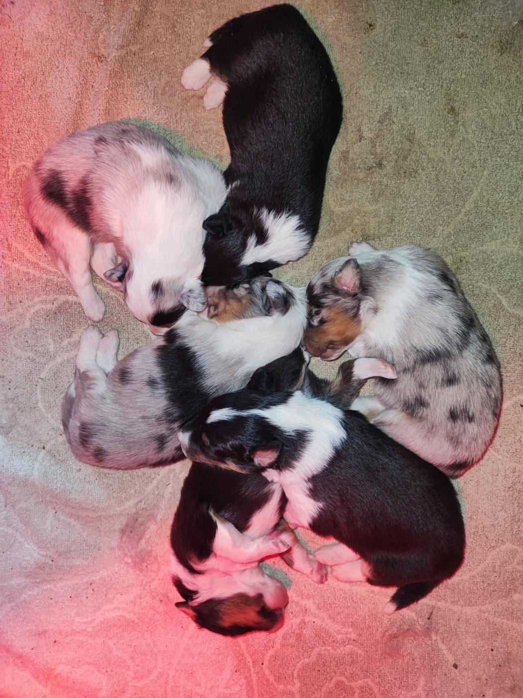 Chiot Shetland Sheepdog Des Patounes D'Aur