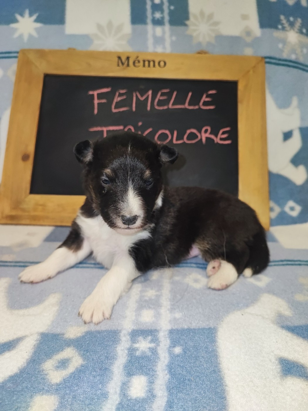 Des Patounes D'Aur - Chiots disponibles - Shetland Sheepdog