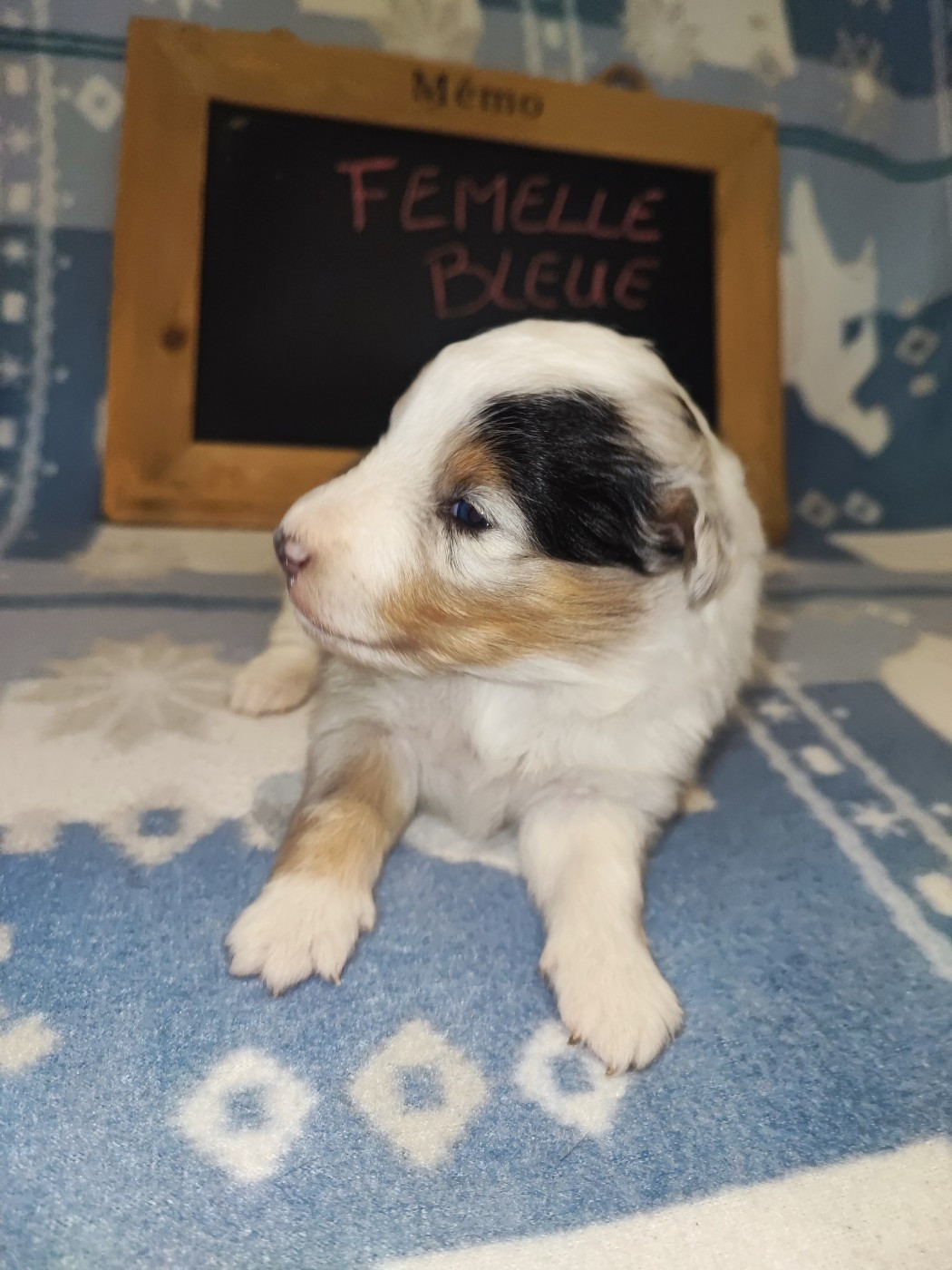 Des Patounes D'Aur - Chiots disponibles - Shetland Sheepdog