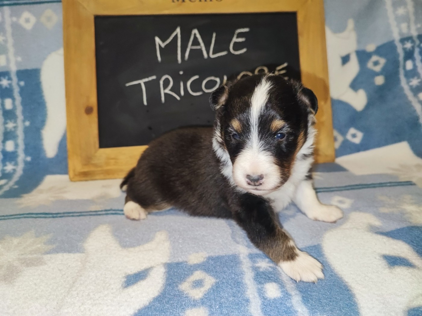 Des Patounes D'Aur - Chiots disponibles - Shetland Sheepdog
