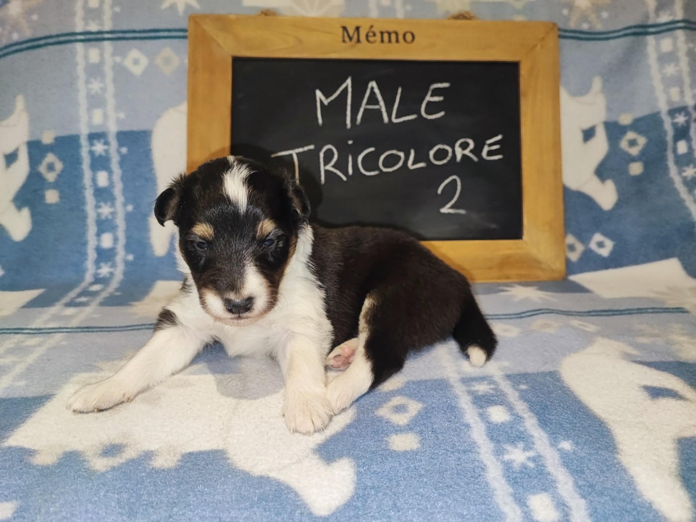 Des Patounes D'Aur - Chiots disponibles - Shetland Sheepdog