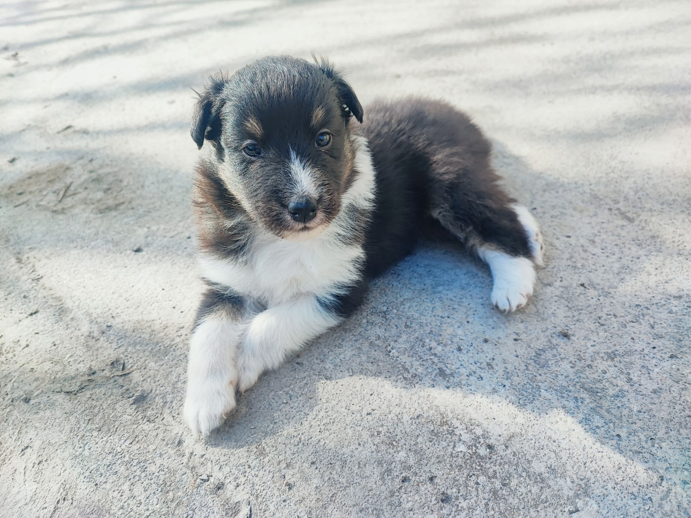 Des Patounes D'Aur - Chiots disponibles - Shetland Sheepdog