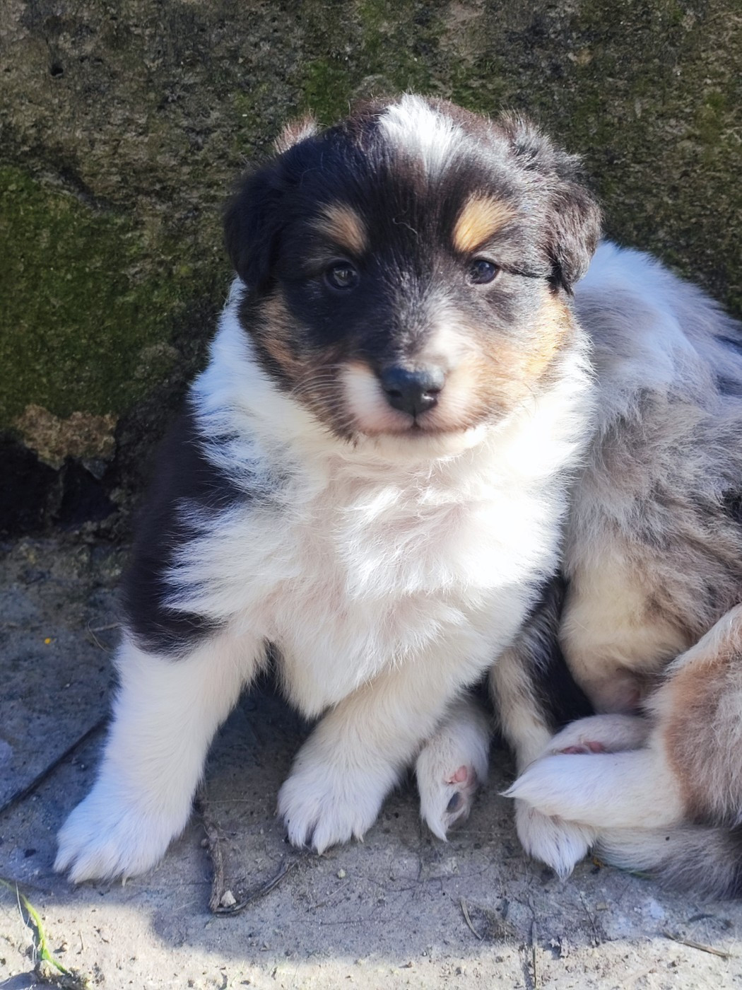 Des Patounes D'Aur - Chiots disponibles - Shetland Sheepdog