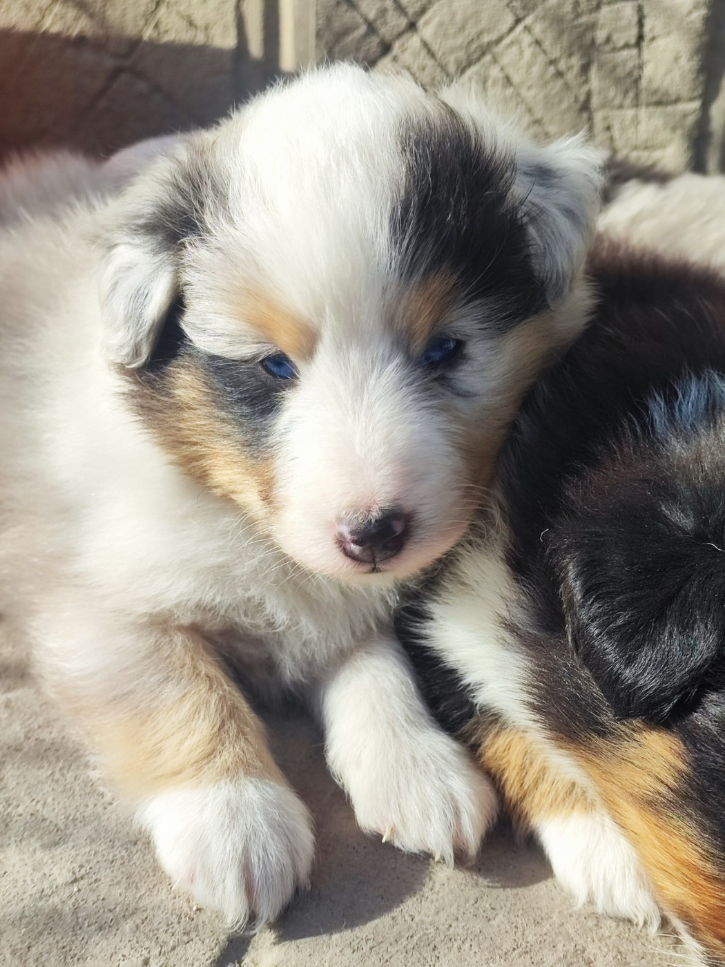 Des Patounes D'Aur - Chiots disponibles - Shetland Sheepdog