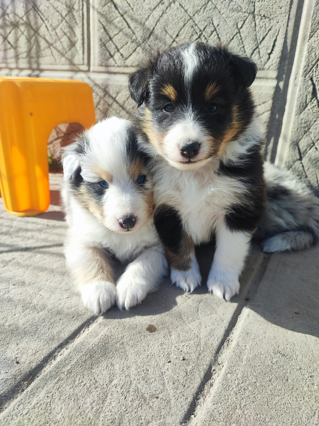 Des Patounes D'Aur - Shetland Sheepdog - Portée née le 26/01/2026
