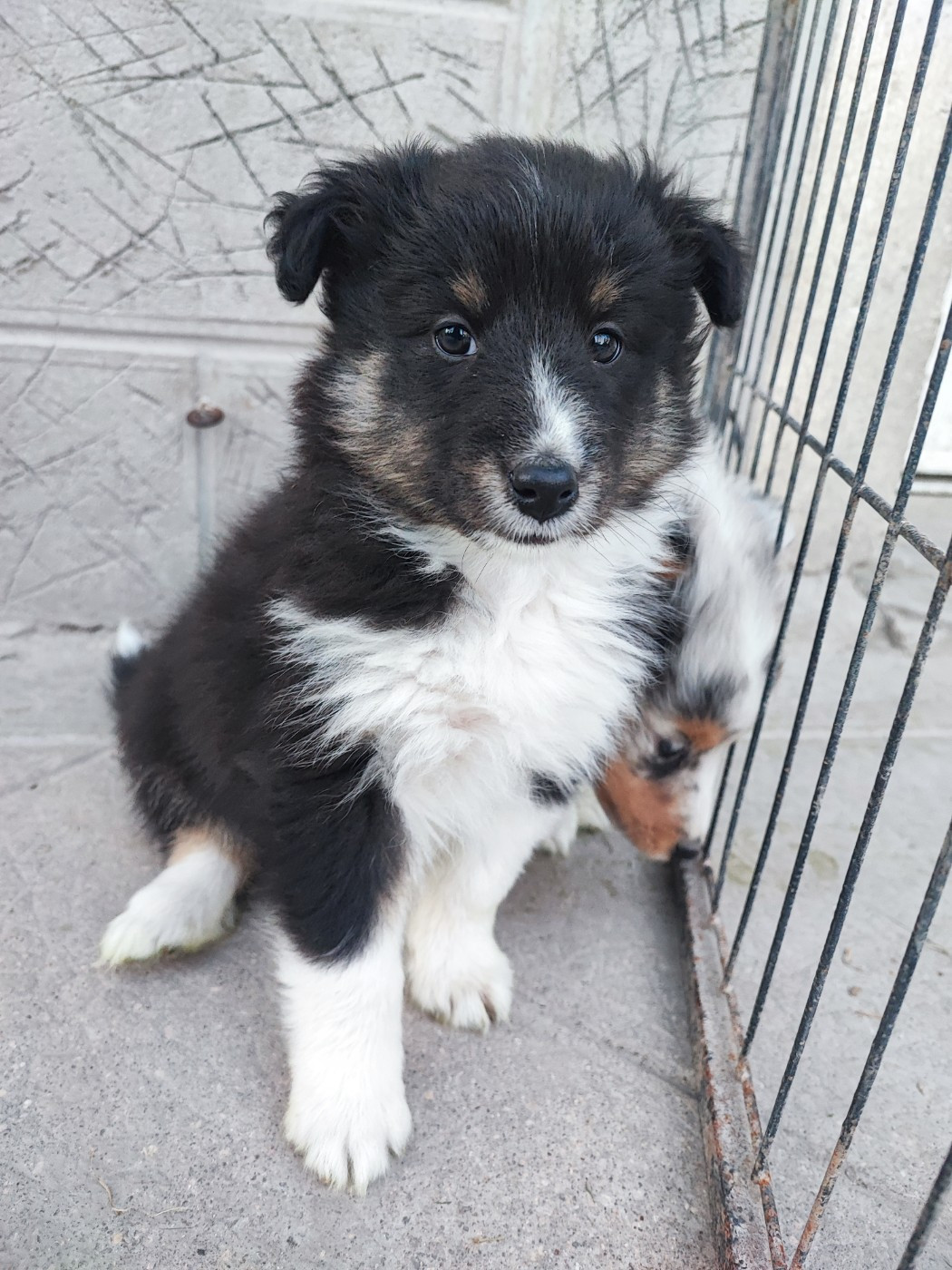 Des Patounes D'Aur - Chiots disponibles - Shetland Sheepdog