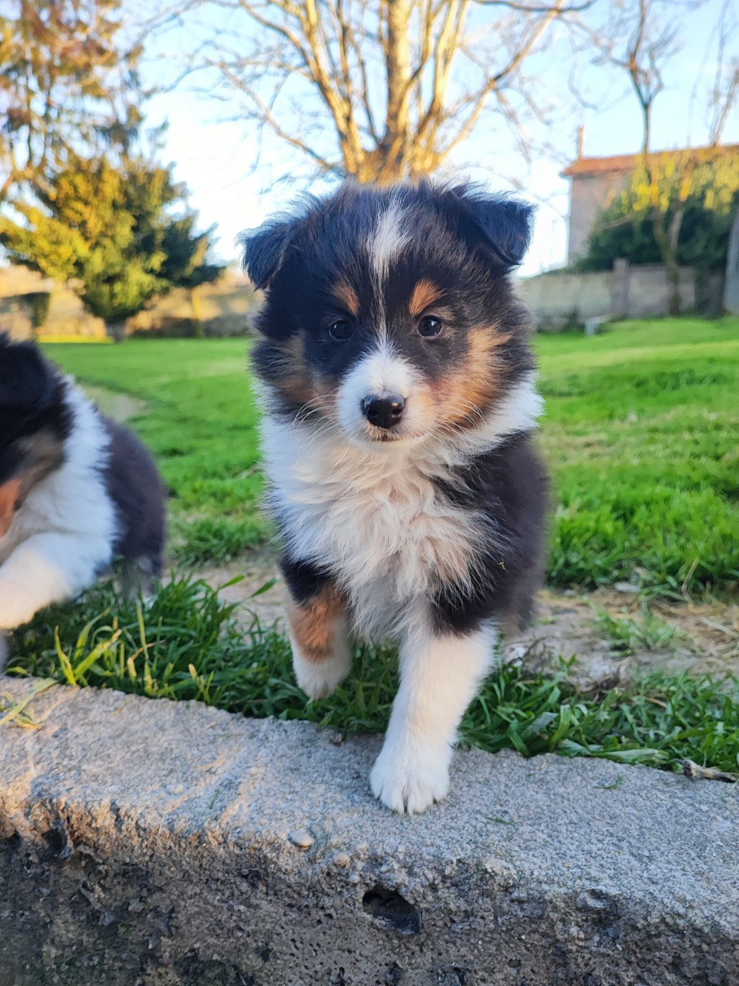 Des Patounes D'Aur - Chiots disponibles - Shetland Sheepdog
