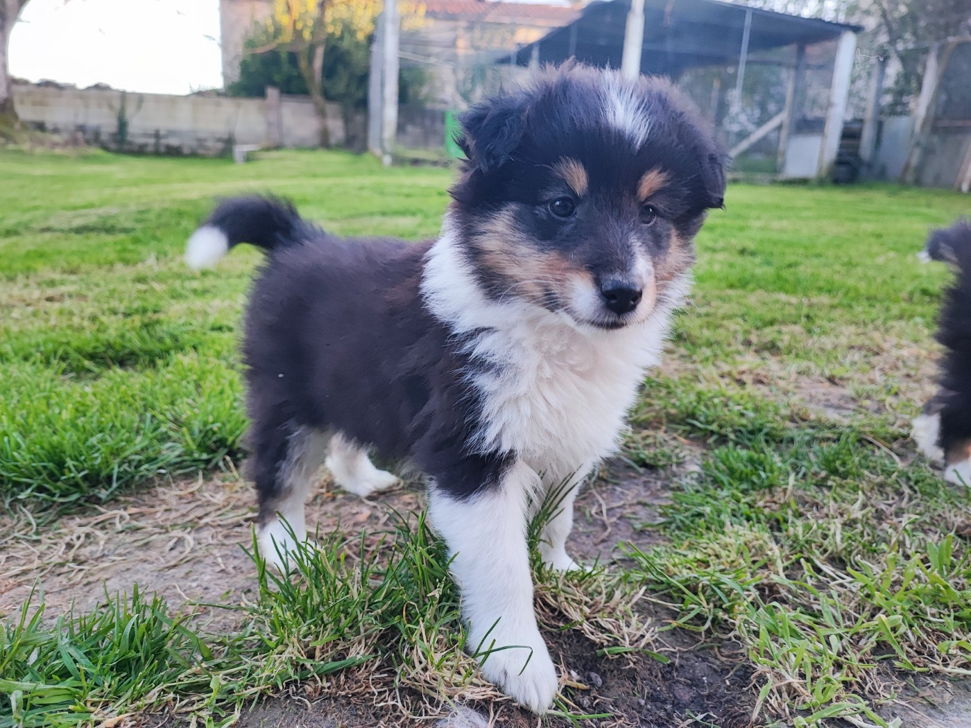 Des Patounes D'Aur - Chiots disponibles - Shetland Sheepdog
