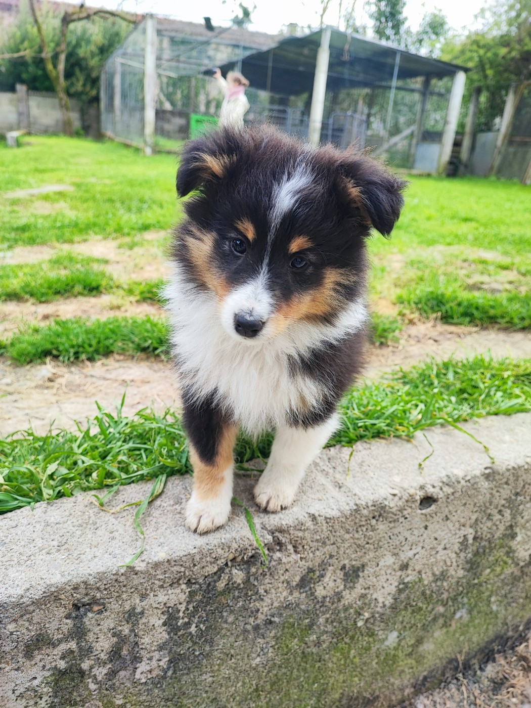 Des Patounes D'Aur - Chiots disponibles - Shetland Sheepdog