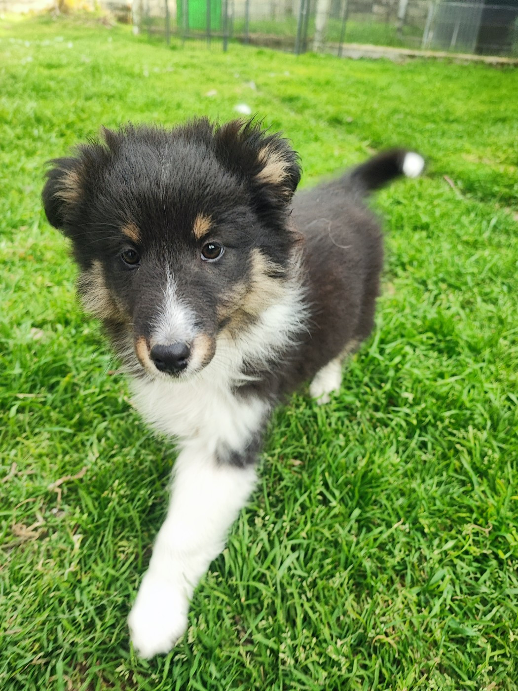 Des Patounes D'Aur - Chiots disponibles - Shetland Sheepdog