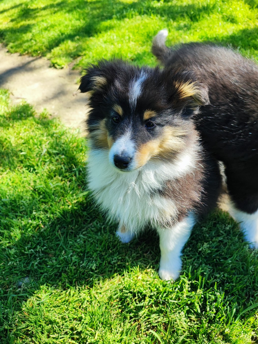 Des Patounes D'Aur - Chiots disponibles - Shetland Sheepdog