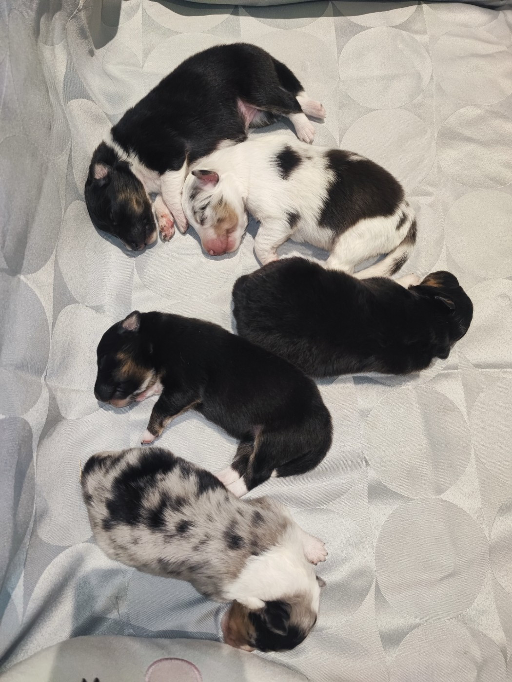 Chiot Shetland Sheepdog Des Patounes D'Aur