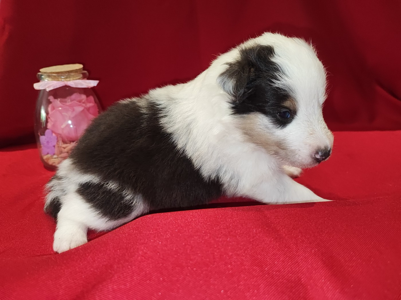 Des Patounes D'Aur - Chiots disponibles - Shetland Sheepdog