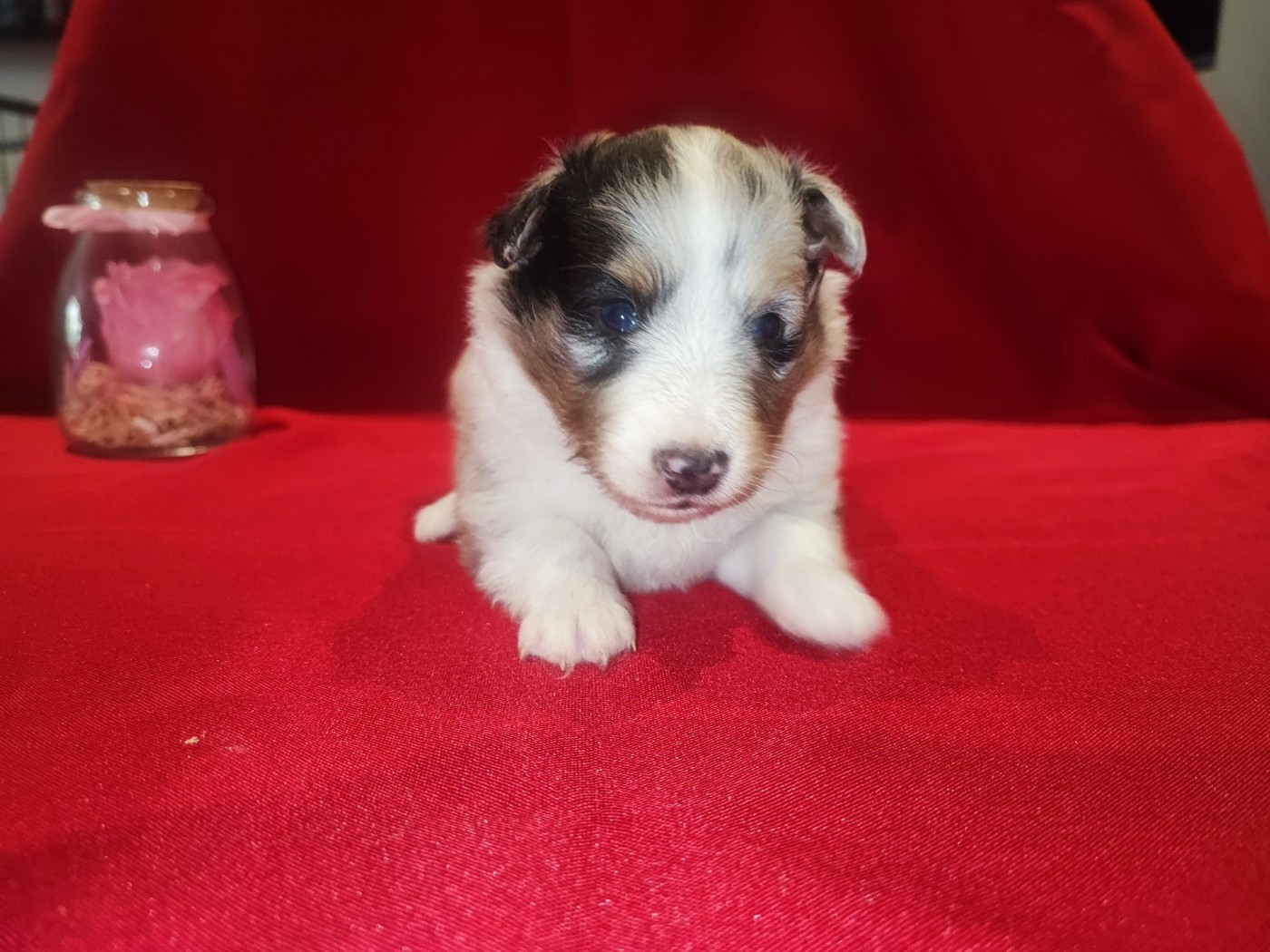 Des Patounes D'Aur - Chiots disponibles - Shetland Sheepdog
