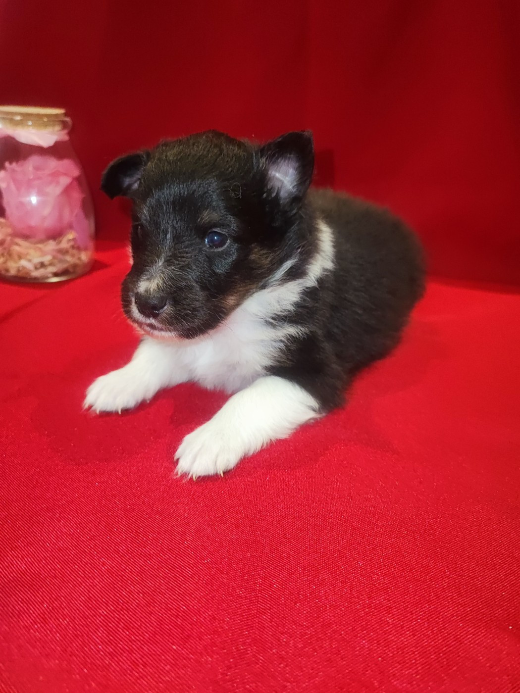 Des Patounes D'Aur - Chiots disponibles - Shetland Sheepdog
