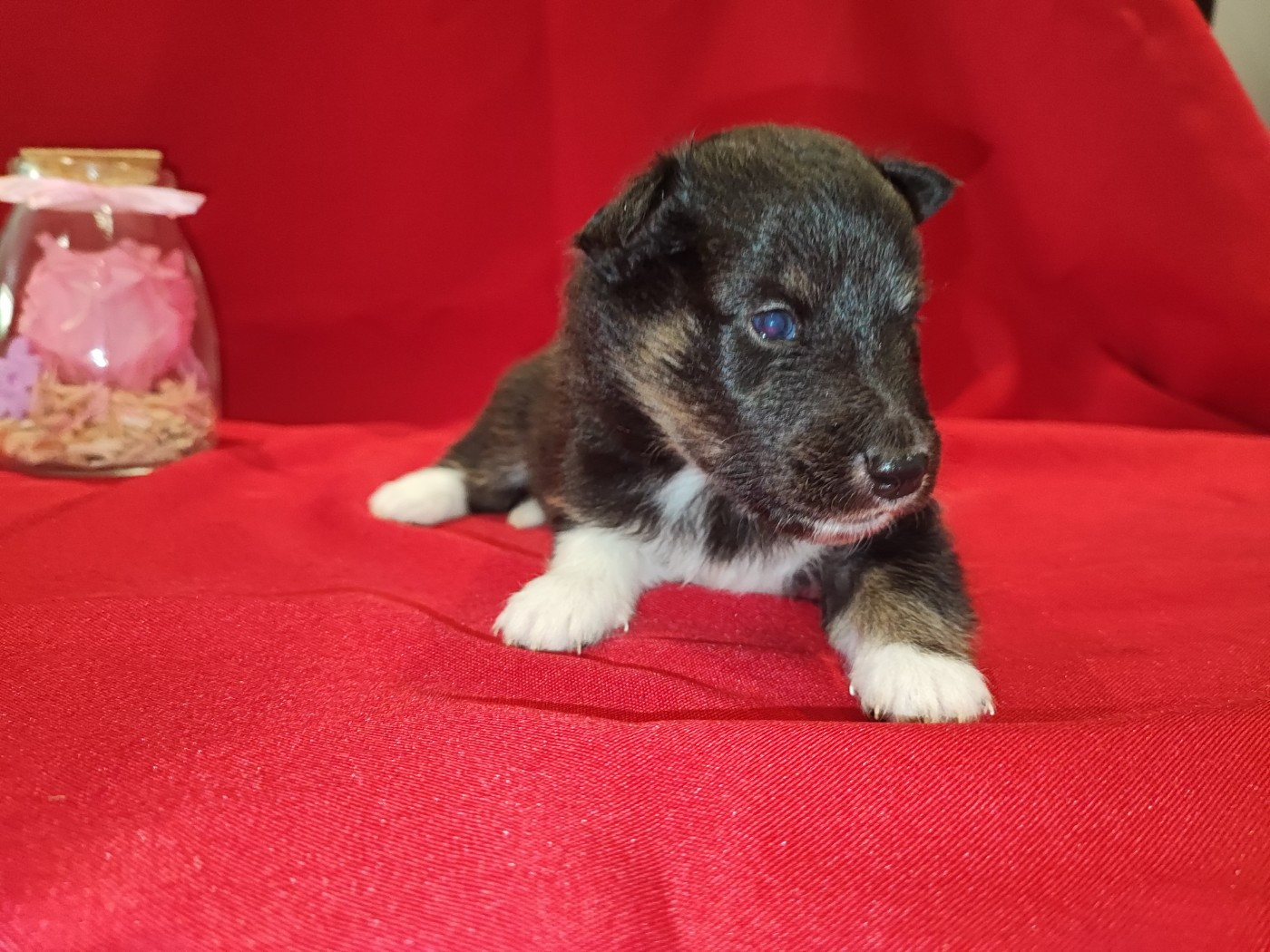 Des Patounes D'Aur - Chiots disponibles - Shetland Sheepdog