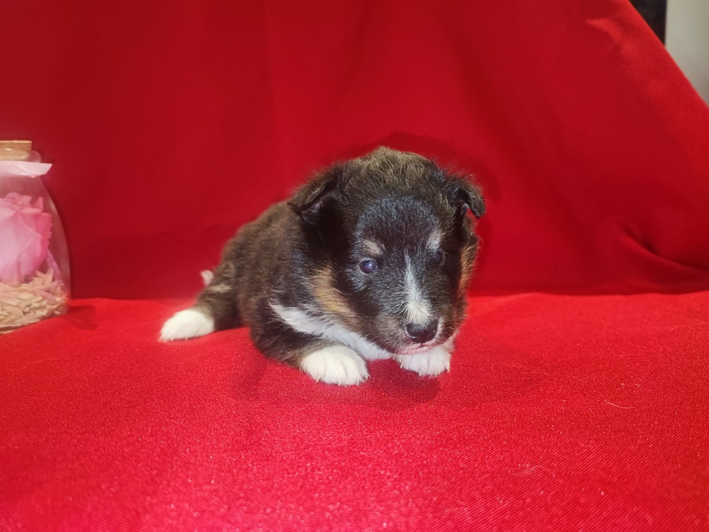 Des Patounes D'Aur - Chiots disponibles - Shetland Sheepdog