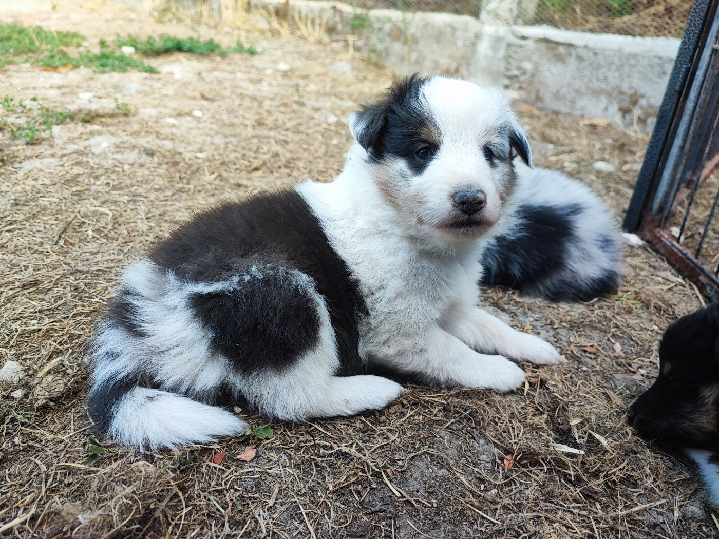 Des Patounes D'Aur - Chiots disponibles - Shetland Sheepdog