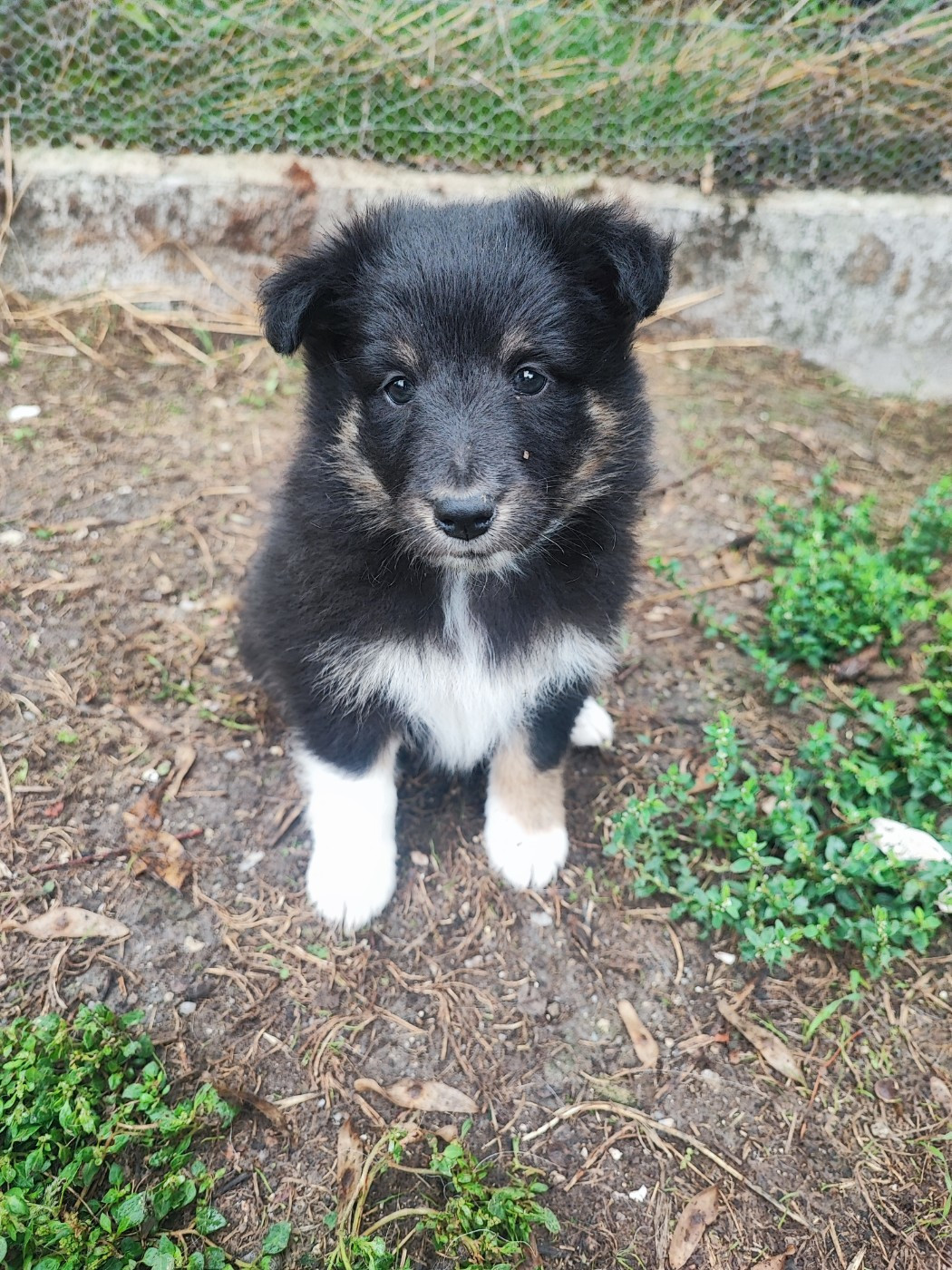 Des Patounes D'Aur - Chiots disponibles - Shetland Sheepdog