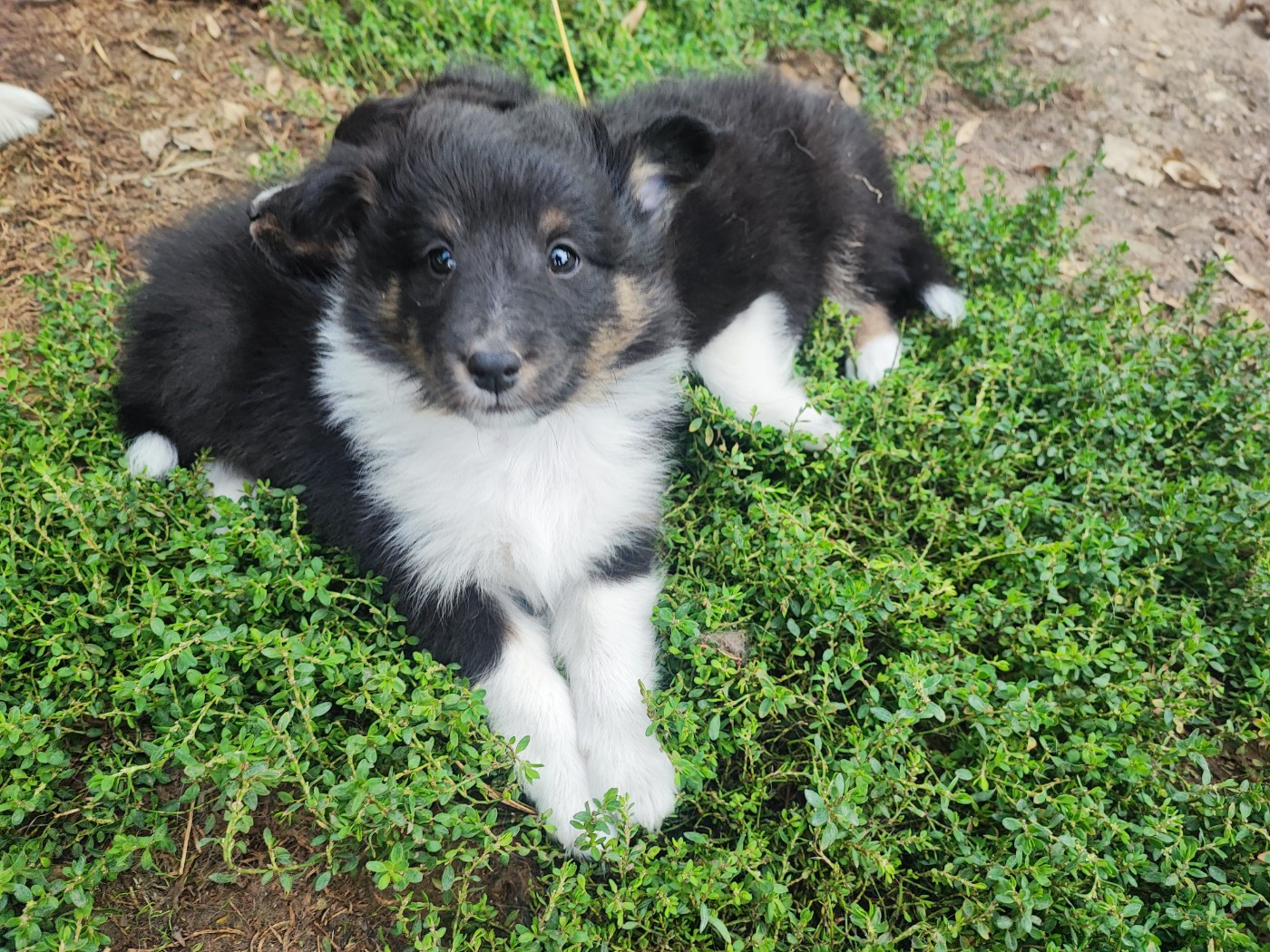 Des Patounes D'Aur - Chiots disponibles - Shetland Sheepdog