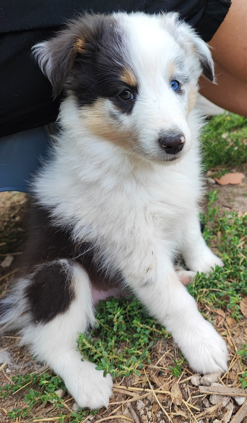 Des Patounes D'Aur - Chiots disponibles - Shetland Sheepdog