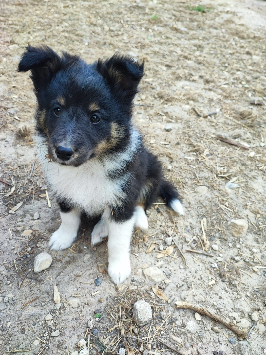 Des Patounes D'Aur - Chiots disponibles - Shetland Sheepdog