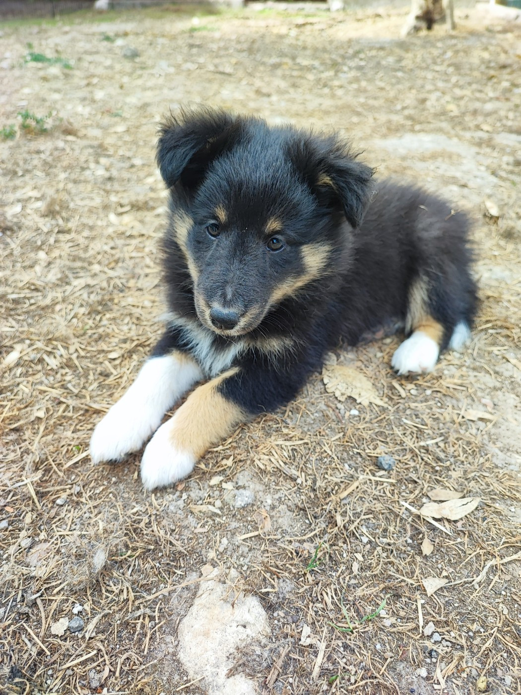 Des Patounes D'Aur - Chiots disponibles - Shetland Sheepdog
