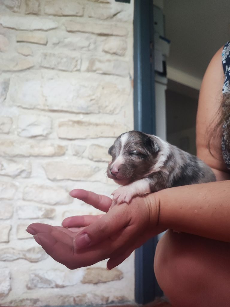 Des Patounes D'Aur - Chiots disponibles - Shetland Sheepdog