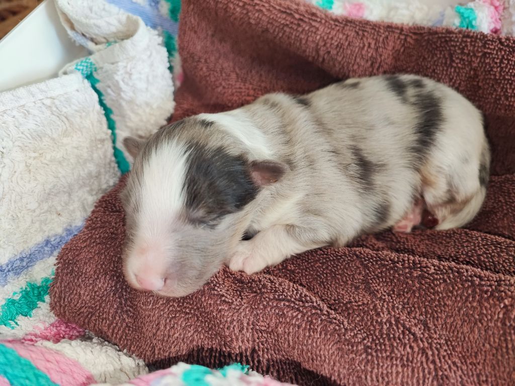 Des Patounes D'Aur - Chiots disponibles - Shetland Sheepdog