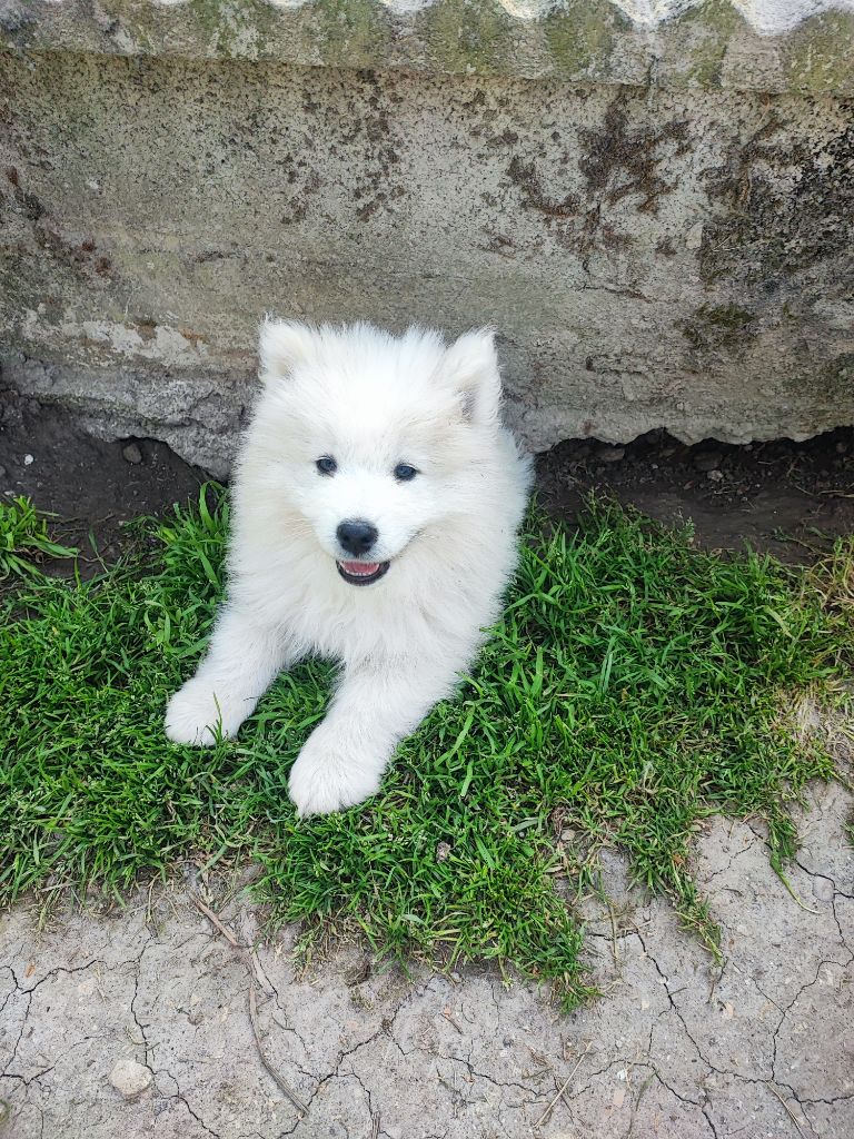 Des Patounes D'Aur - Chiots disponibles - Samoyède