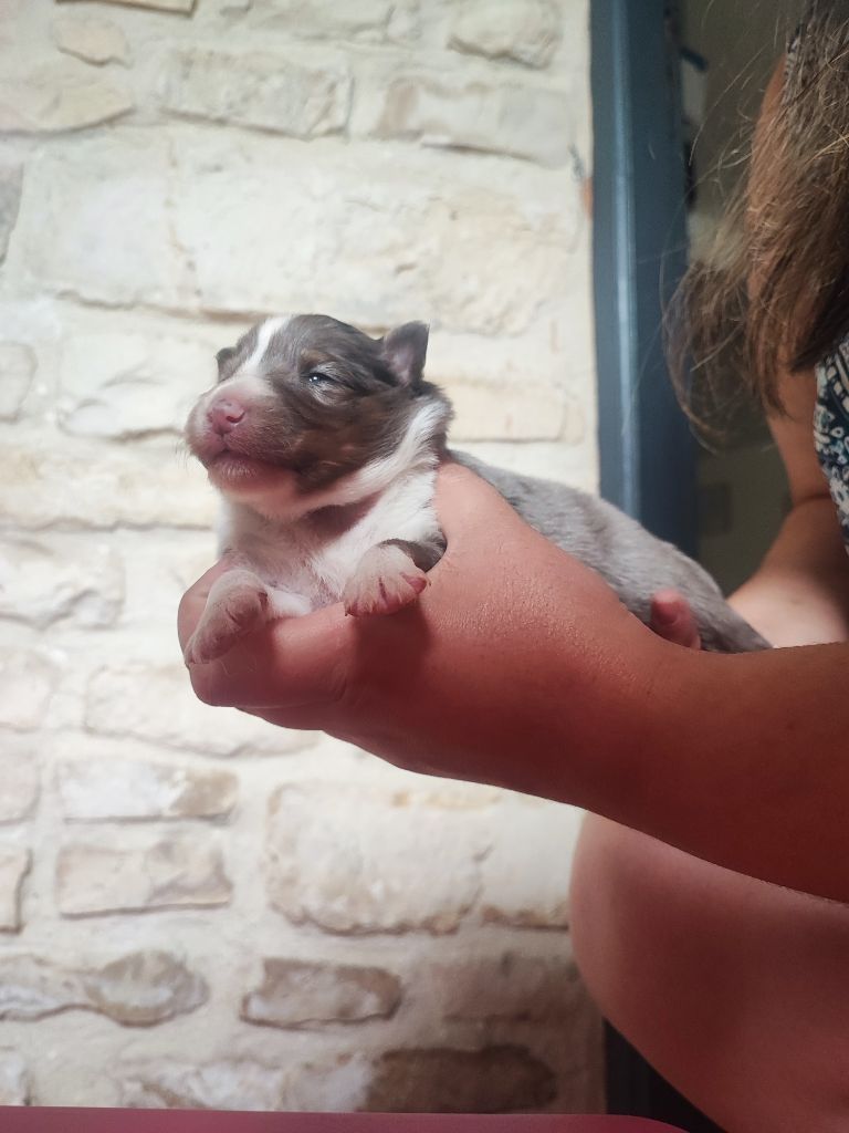 Des Patounes D'Aur - Chiots disponibles - Shetland Sheepdog
