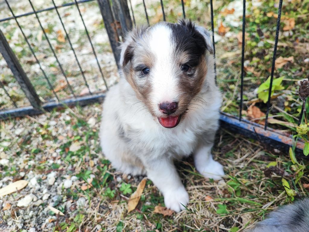 Des Patounes D'Aur - Chiots disponibles - Shetland Sheepdog