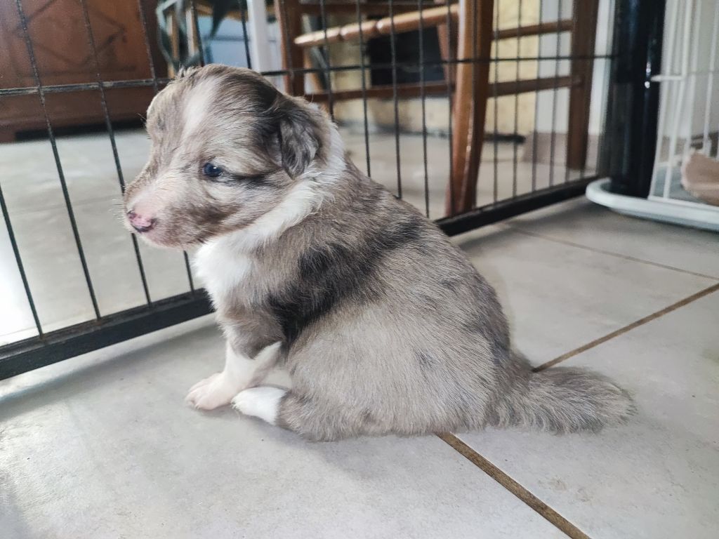 Des Patounes D'Aur - Chiots disponibles - Shetland Sheepdog
